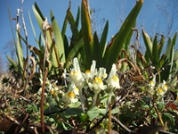 cantara piccole gole19022012 032
